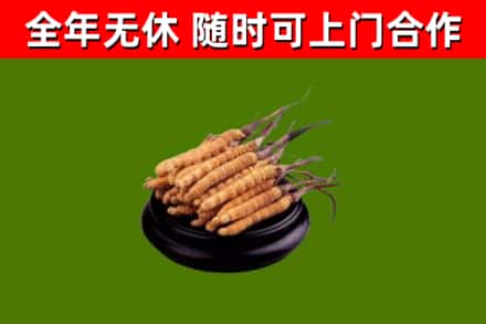 黄平县回收散虫草