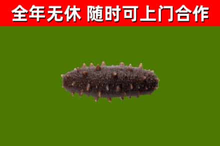 黄平县回收海参干